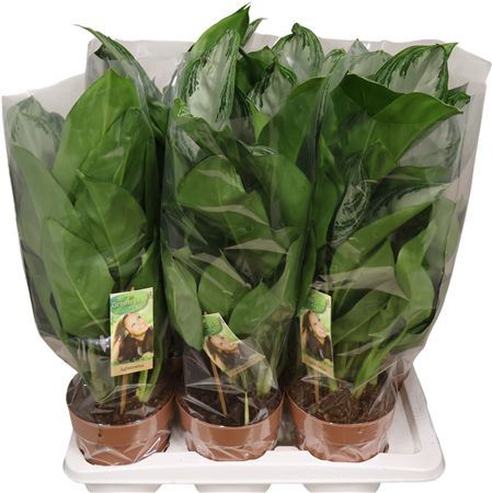 Aglaonema Silver Bay