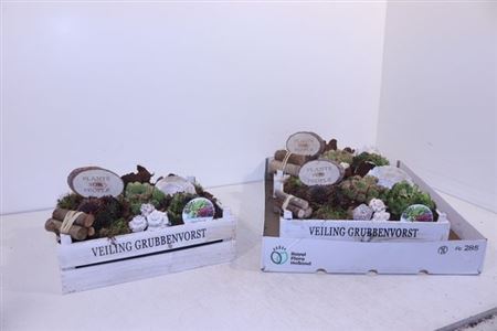 Arr Sempervivum