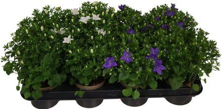 Campanula Blauw Wit Mix