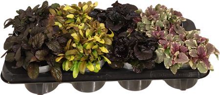 Ajuga Ff Gemengd