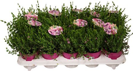 Boronia Crenulata Pink Pearl