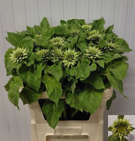 Helianthus Ov Sunfile Green