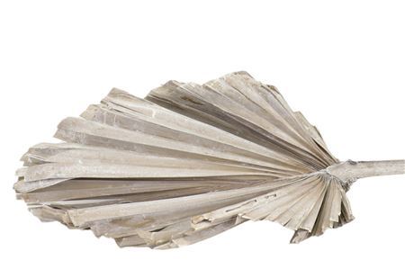 Dried Palm King Spear Frosted White Per Stem
