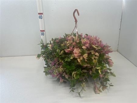 Plant Trad Fl Quadricolor