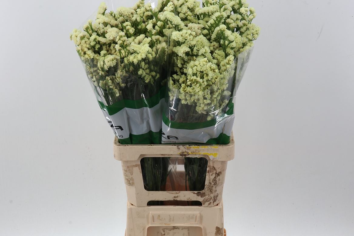 Limonium Sinuatum Yellow Sun Birds 70cm 40gr.