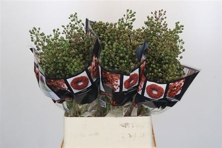 Rosa Autumn Rosefruits Green