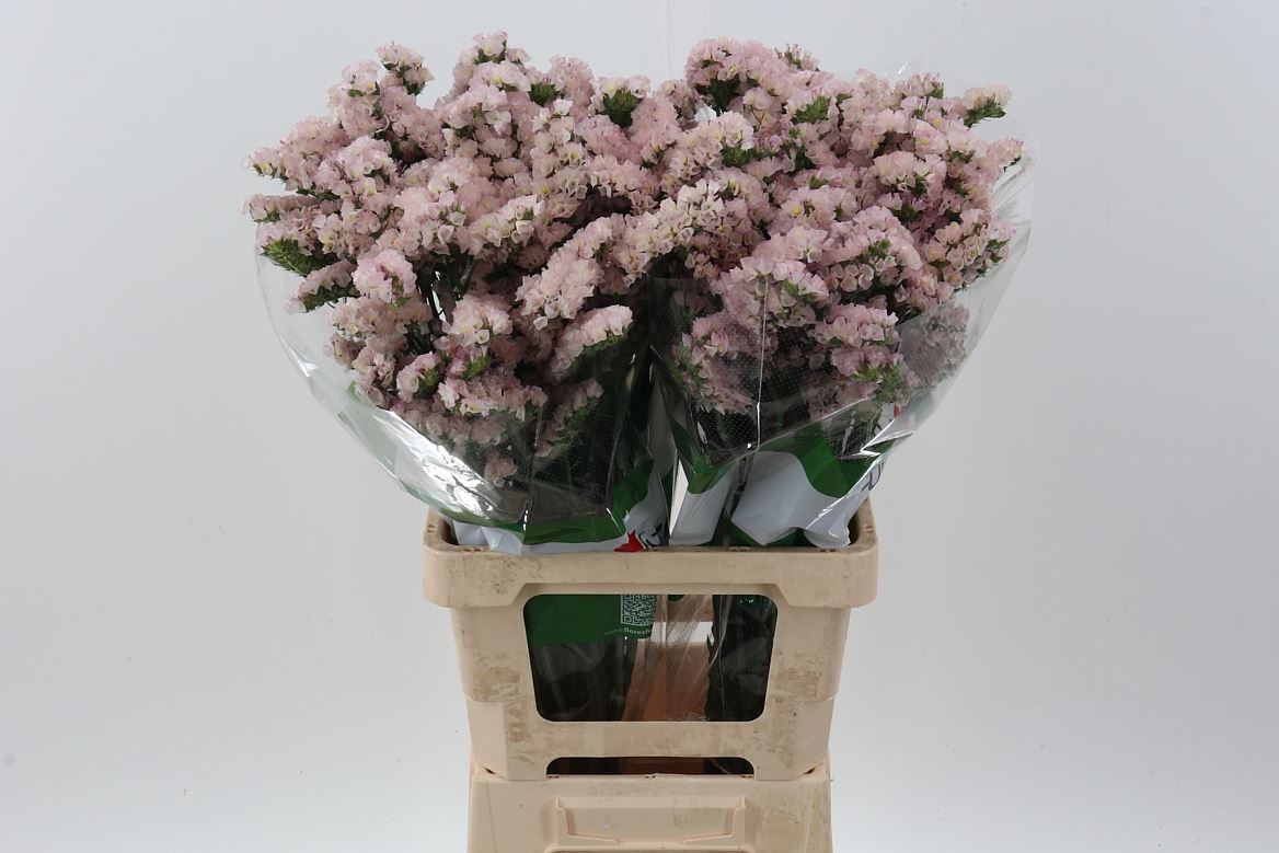 Limonium Sinuatum Apricot Sun Birds 70cm 45gr.