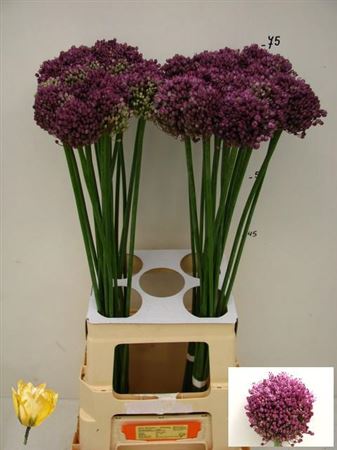 Allium Pink Lady