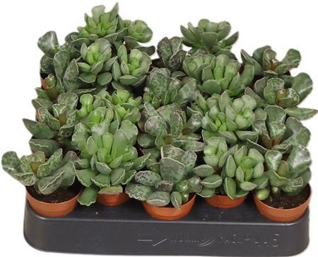 Adromischus Gemengd