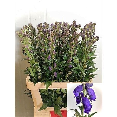 Aconitum Car Arendsii