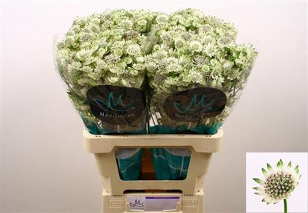 Astrantia Billion Stars Xl