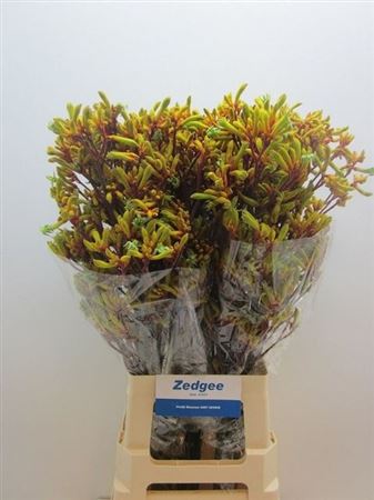 Anigoz Orange Velvet