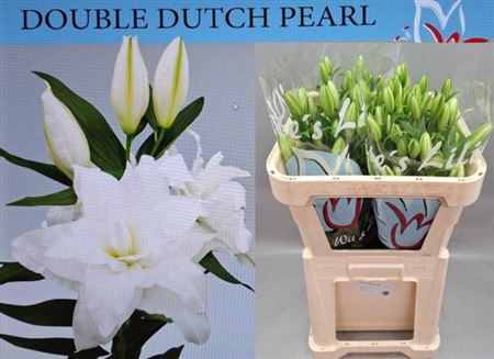 Li Or Du Double Dutch Pearl