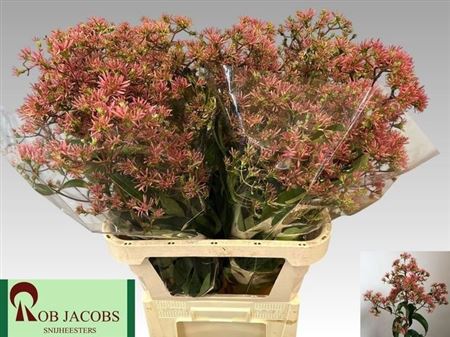 Heptacodium M Ro Pink Star
