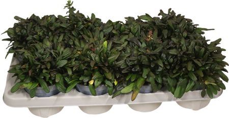 Ajuga Reptans
