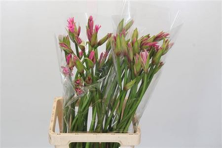 Nerine Amarine Aphrodite Artistiek