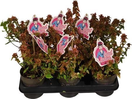 Abelia Gr Kaleidoscope