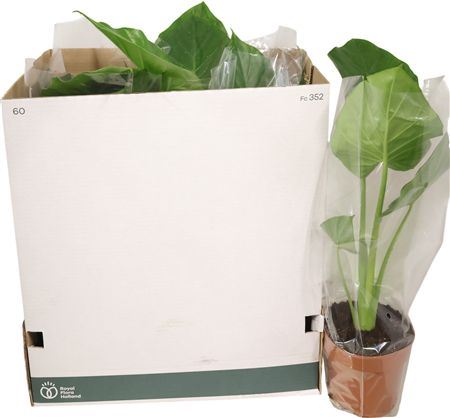 Alocasia Macrorrhizos