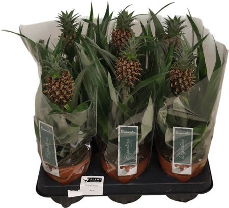 Ananas Rosita
