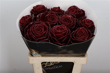 Brassica Wx (ex) Bordeaux