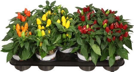 Capsicum Sombrero Mambo Gemengd
