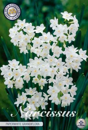Bloembol Narcissus Tazetta Paperwhite Grandiflora