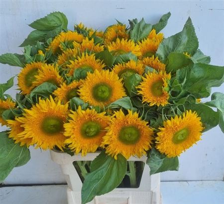Helianthus Solano Double