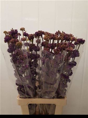 Callicarpa Giraldii