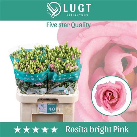 Lisianthus Double Rosita Bright Pink 70cm