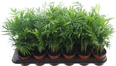 Chamaedorea Elegans