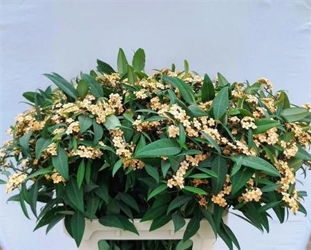 Euph F T Cognac Baron