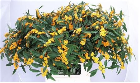 Euph F T Cream Yellow River