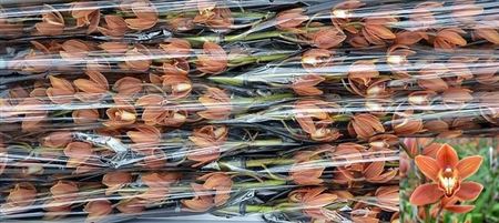 Cymb Mi Br Eyed Girl