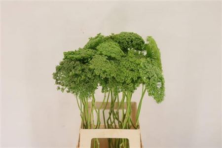 Ammi Vis Green Mist