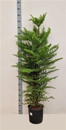 Araucaria Heterophylla