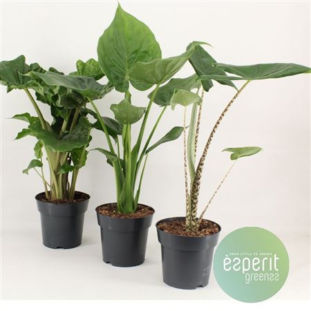 Alocasia Gemengd