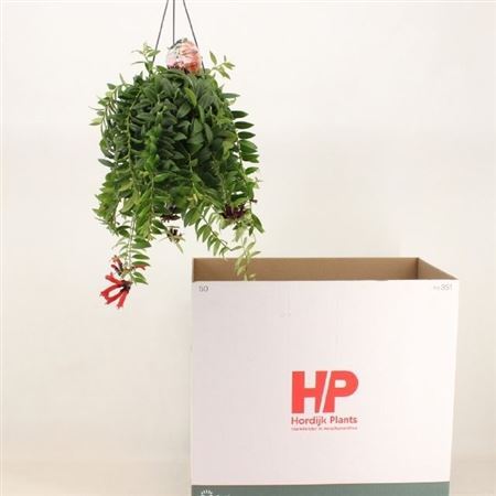 Aeschyn Mona Lisa Hang