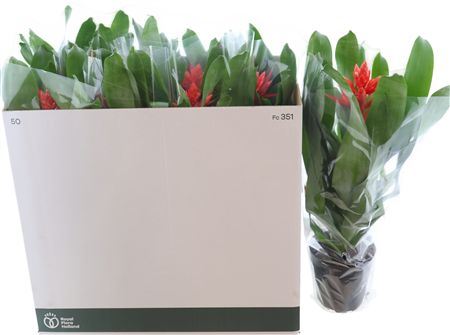 Aechmea Roz Elegant Red