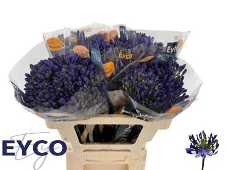 Agap Eyfori Blue