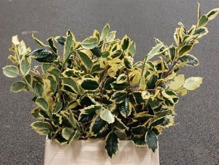 Ilex Bont