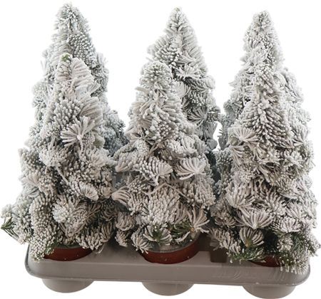 Abies Nobilis Parafin Weiss