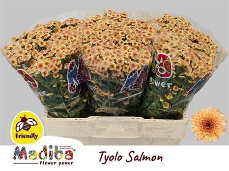 Chr S Madiba Tyolo Salmon
