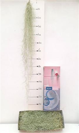 Till Usneoides 120cm