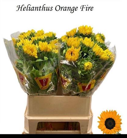 Helianthus Orange Fire