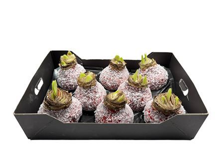 Hipp Wax Christmas Red Snow