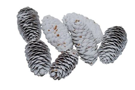 Pinecone Spruce 6-8cm White