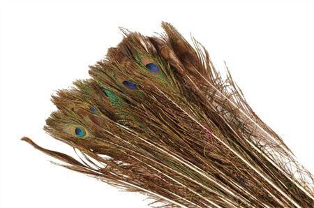 Feather Peacock L80-90 Natural