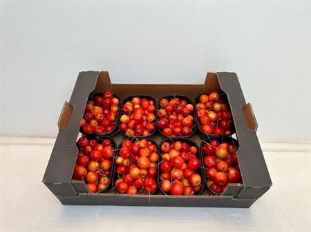 Sier Malusappel Red X8