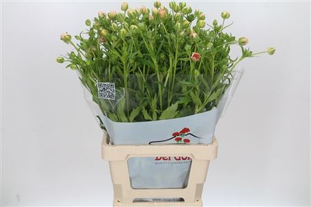 Ran Butterfly Ariadne