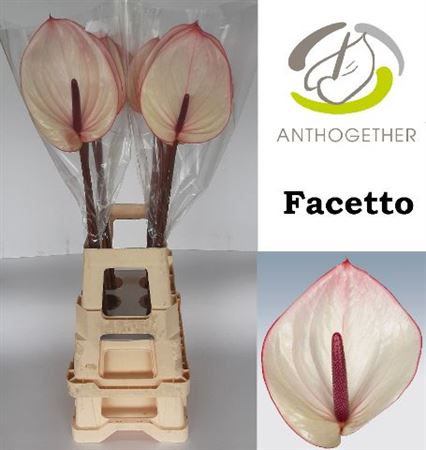 Anthurium Facetto 13Ø